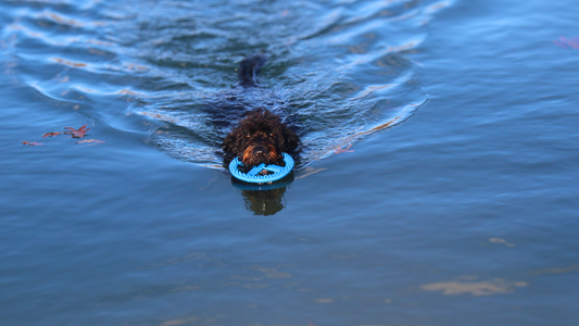 RAINWTR dog toys