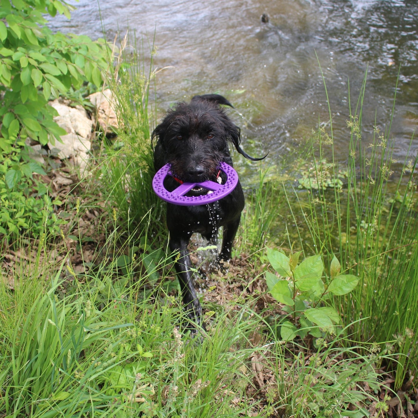 rainwtr dog toys