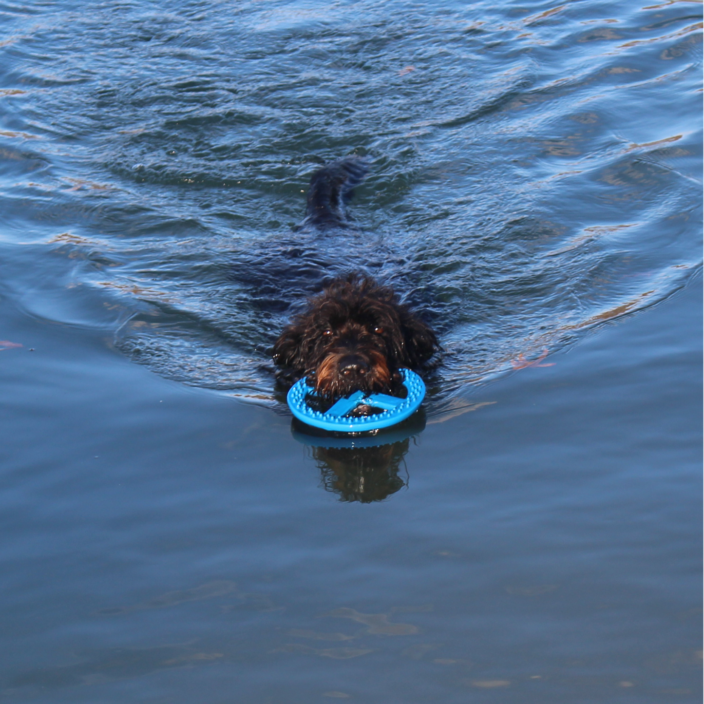 rainwtr dog toys